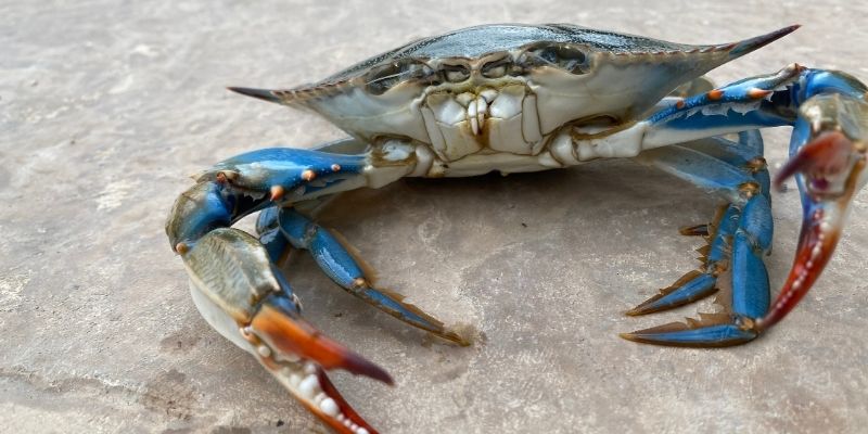 Thấy cua kẹp tay mình trong mơ điềm gì?