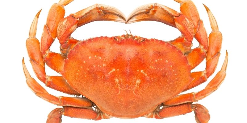 Mơ thấy cua mang đến điềm lành hay dữ?