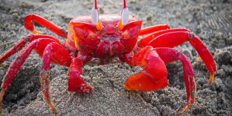 Bật mí danh sách số đề con cua chuẩn xác đánh đâu thắng đó